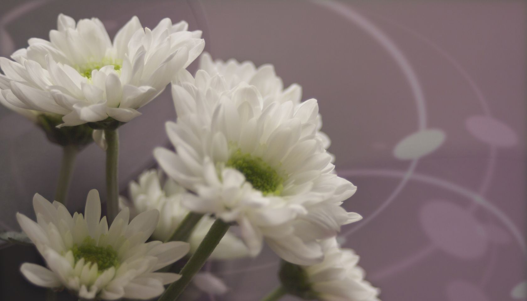 Spray mums (Mourning image)