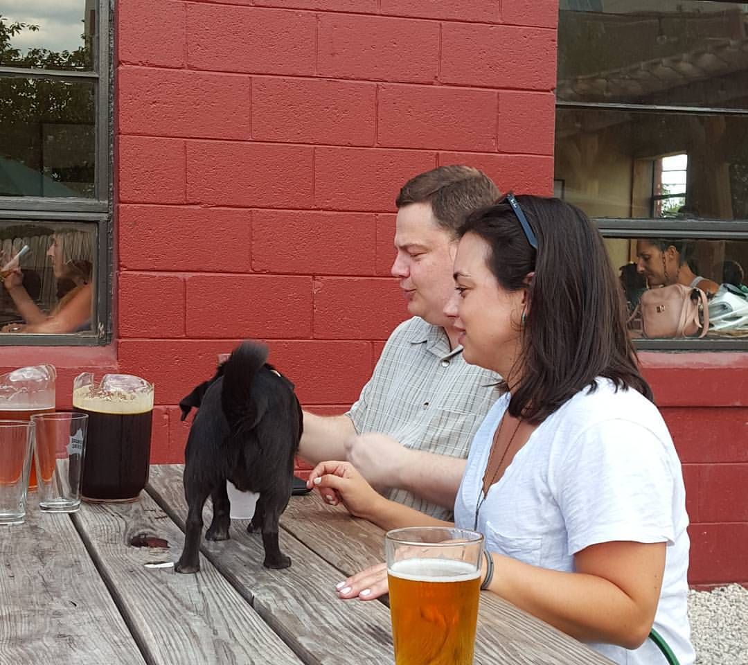 Dog on table