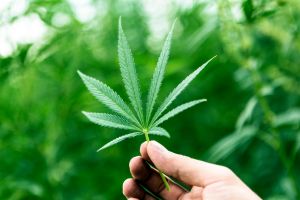 Hand Holding Marijuana Leaf with Cannabis Plants in Background