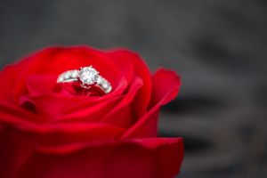 Wedding rings on a red rose