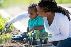 Digging and Planting Vegetables