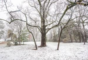 Bare Tree in Snow Scene Landscape