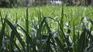 Close-Up Of Crops Growing On Field