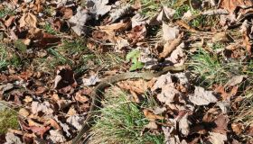 Camouflaged snake crossing the trail