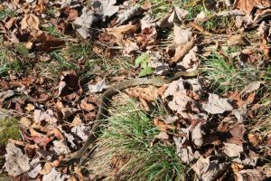 Camouflaged snake crossing the trail