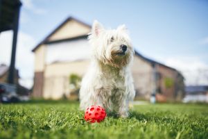 A young West Highland White Terrier walks and plays with ball in the yard of the house on the green grass, rejoices in spring