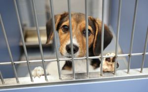 Puppy looks through bars of cage at Long Island animal shelter