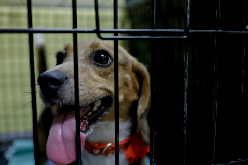 Beagles From Mass Breeding Factory Up For Adoption At Animal Rescue Center In Virginia