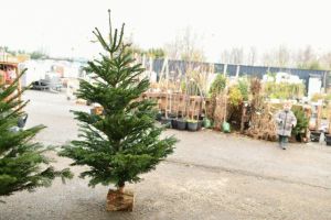 Farm with christmas trees for sale on a flower shop