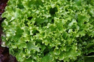 Heap of fresh green lettuce salad