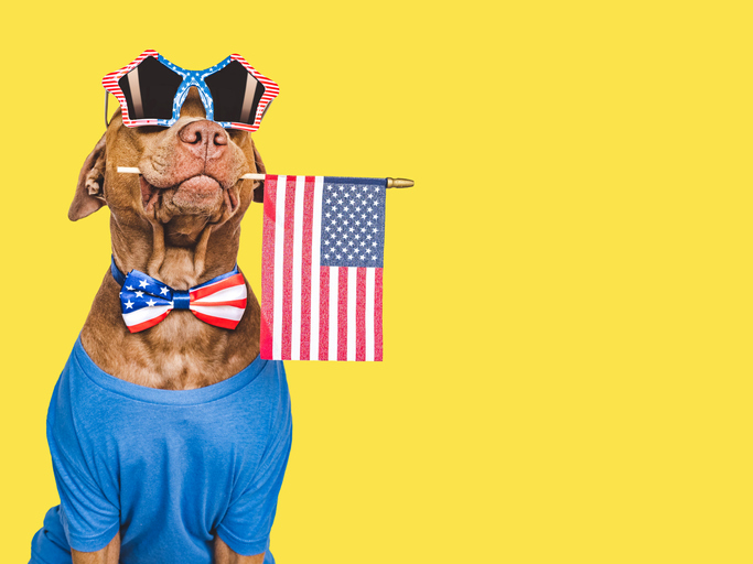 Cute brown puppy, sunglasses and American Flag