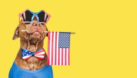 Cute brown puppy, sunglasses and American Flag