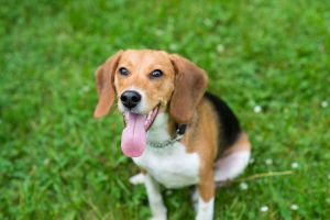 Pet Beagle Dog