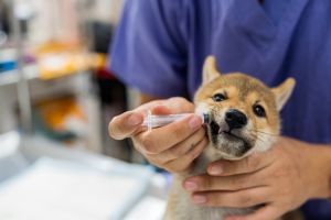 Give medicine to puppies Shiba inu. The doctor to give the puppy pills.