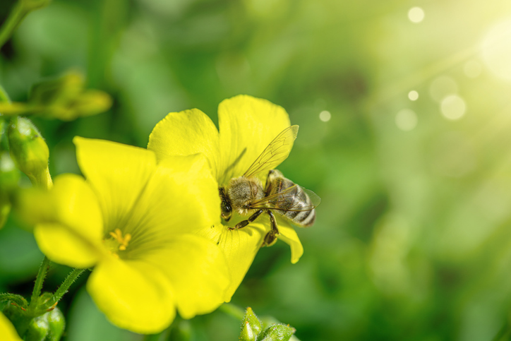 Honey bee collecting pollen and nectar from yellow flowers on a sunny spring day