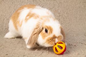 A pet rabbit is playing with a toy