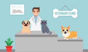 Veterinarian and doctor with dog and cat on counter in vet clinic. Vector illustration flat cartoon
