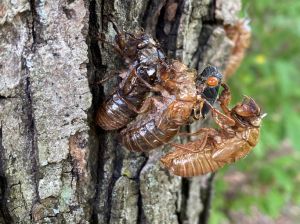 Cicada Brood X Virginia invasion emergence