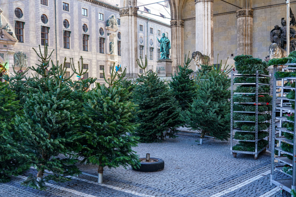 Christmas Tree Sales At Odeonsplatz, Munich