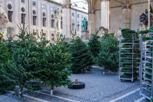 Christmas Tree Sales At Odeonsplatz, Munich
