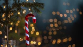 Christmas decoration Candy cane stick on Christmas tree close up