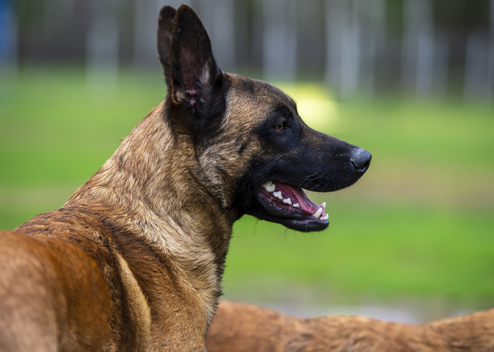 Head Portrait of a belgian shepherd malinois in the park