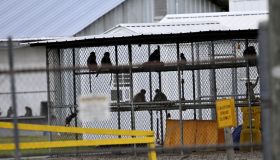 43 monkeys escape South Carolina research facility