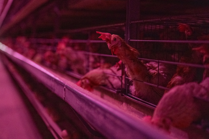 Automated chicken coop under purple light