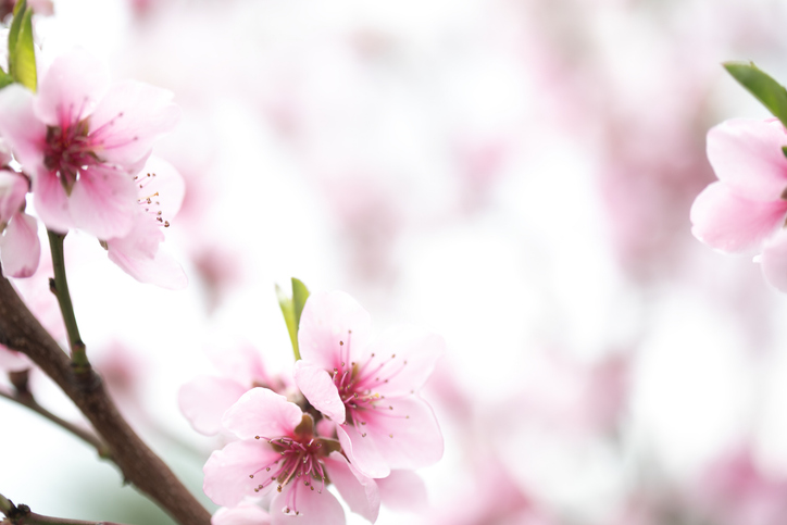 Blooming peach. Pink spring flower background
