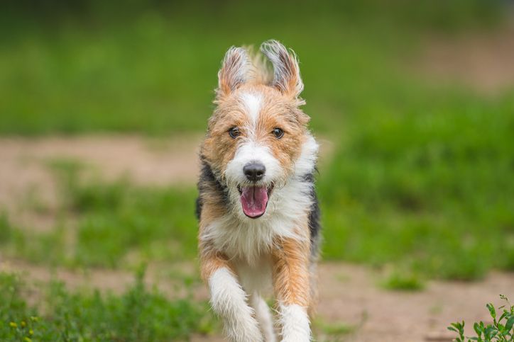 Adorable happy scruffy dog playing and running outdoor