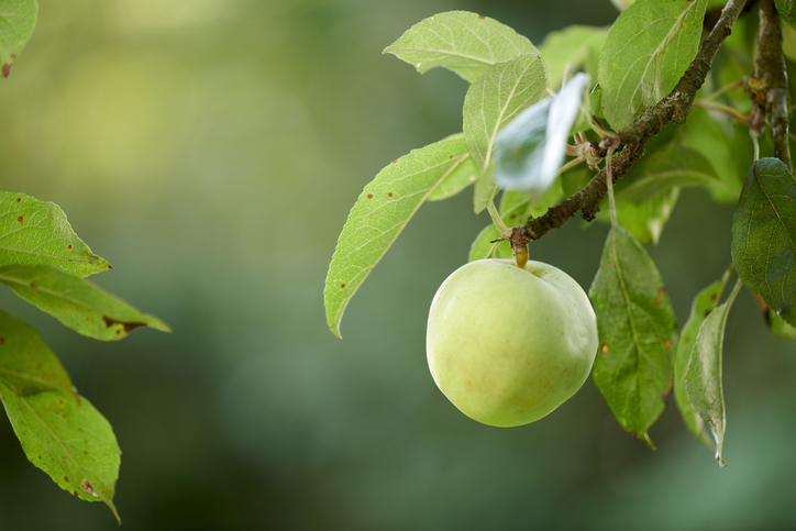 Vibrant Green Apple on a Branch With Leaves in Natural Light