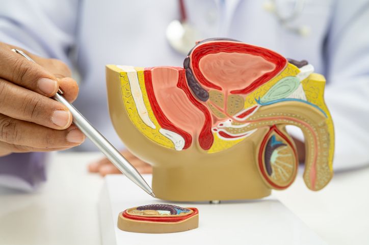 Male reproductive system, Asian doctor holding human anatomy model for study diagnosis and treatment in hospital.
