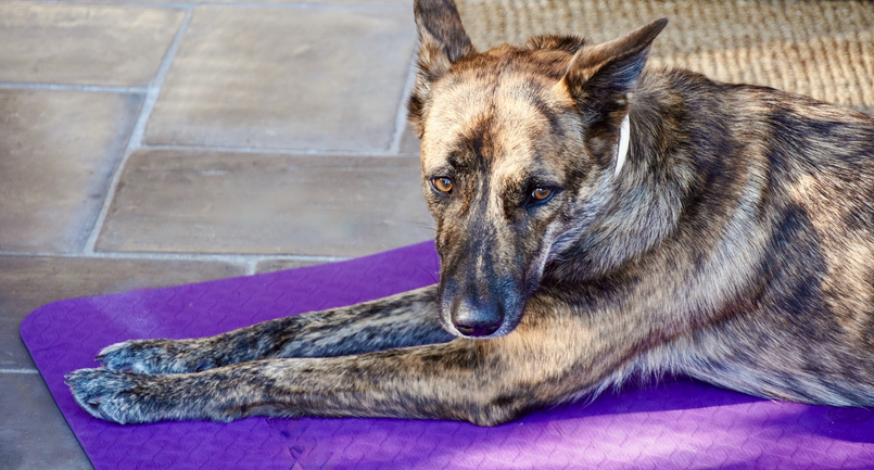 Brindle Dog Lying on Yoga Mat at Home – Indoor Relaxation Scene