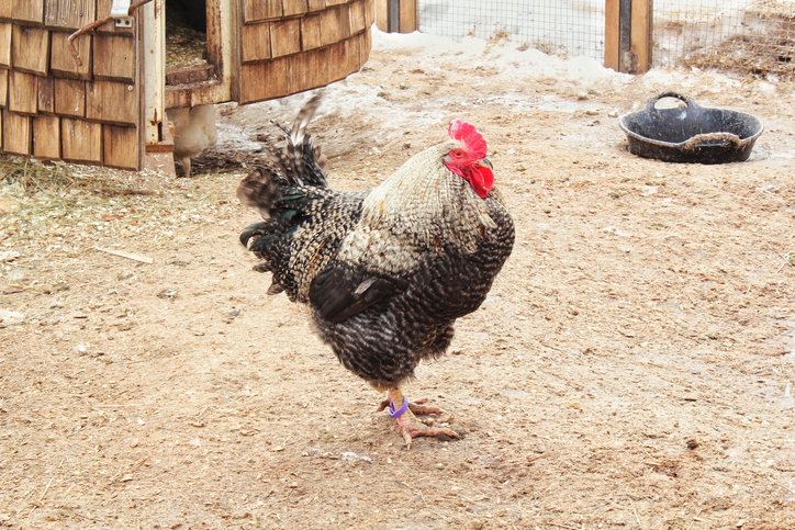 Portrait of a large black and white barred or speckled Plymouth Rock or Dominique breed rooster with a vibrant red comb and wattles standing on dirt in a farm coop