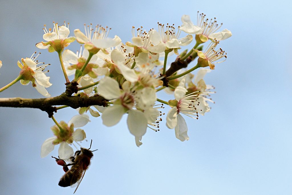 Bees found to be more affected by electromagnetic fields than global warming