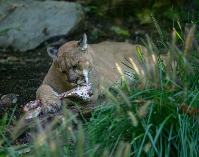 Portrait of a lion,Asheboro,North Carolina,United States,USA
