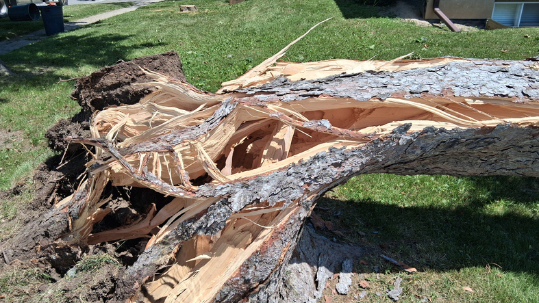 Storm-Damaged Fallen Tree Blocking Residential Sidewalk After Severe Windstorm